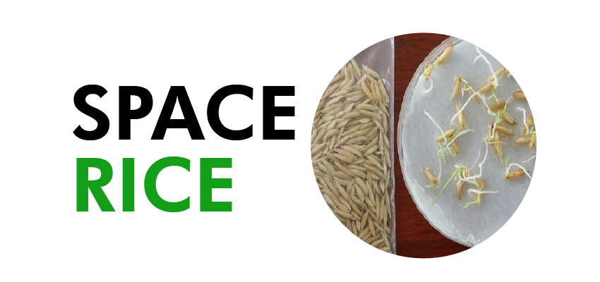 Space Rice