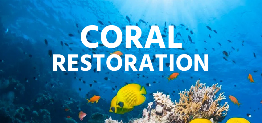 Coral Restoration