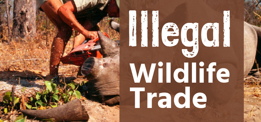 Illegal Wildlife Trade