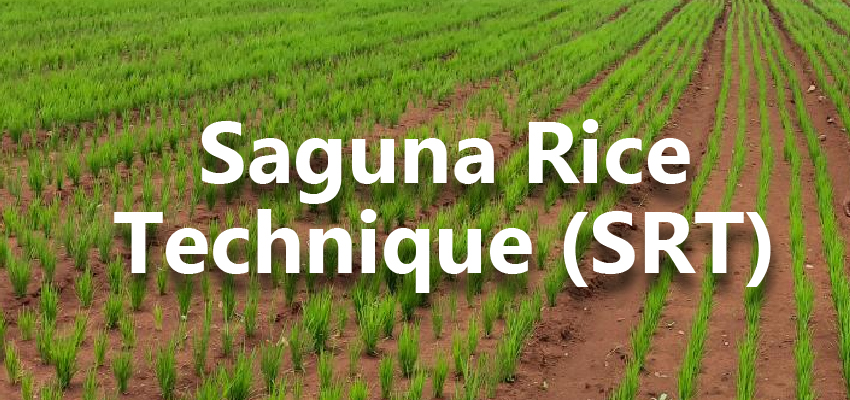 Saguna Rice Technique (Srt)